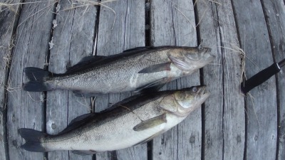 Viehekalastusta Lastukoskella kesäisin ja lumettomaan aikaan