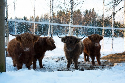 Mäntylä, Koivula ja Honkala 8 hlön mökit