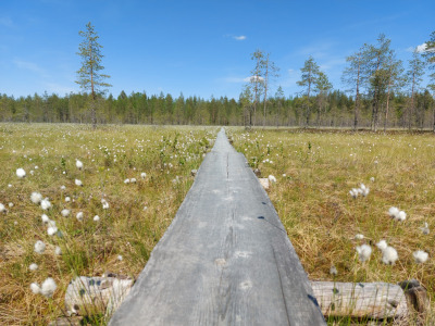 Päiväretki Tiilikkajärven kansallispuistoon